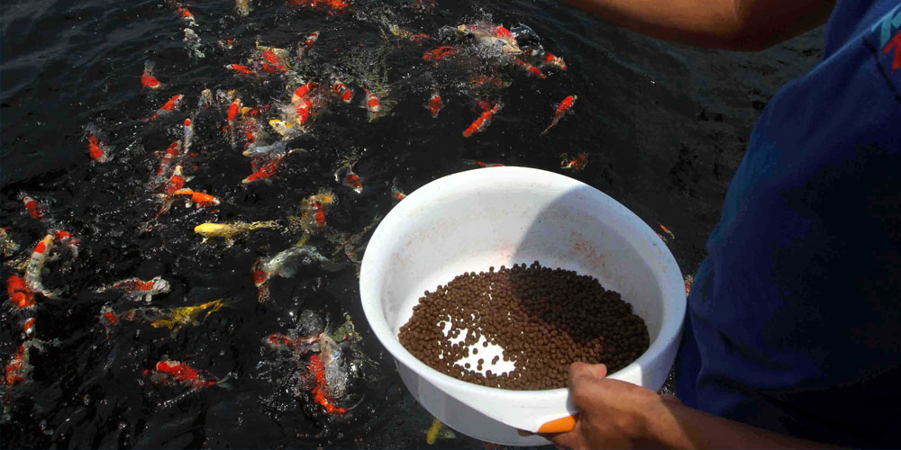 budidaya ikan koi