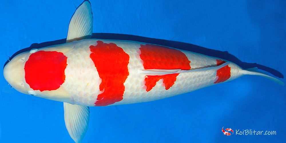 ikan koi kohaku