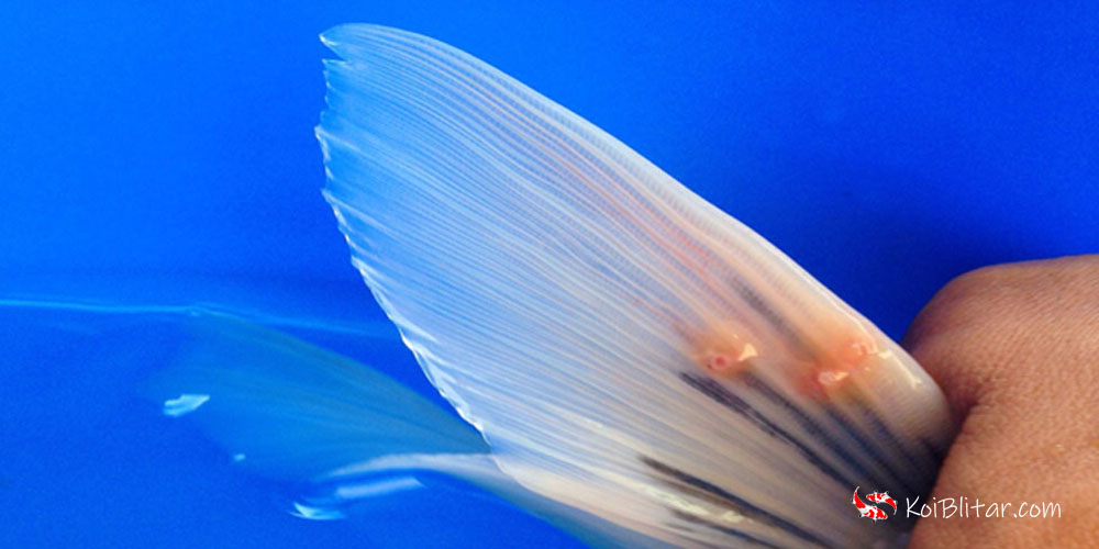 Mengatasi Kutu Jangkar pada Ikan Koi